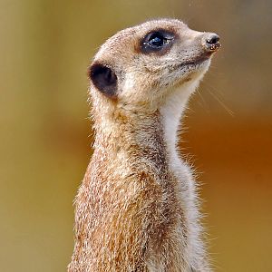 MEERKAT