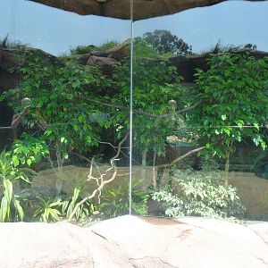 Panther Chameleon Exhibit - O. Delta (7-17-12)