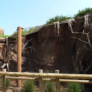 Rock Hyrax Exhibit - O. Delta (7-17-12)