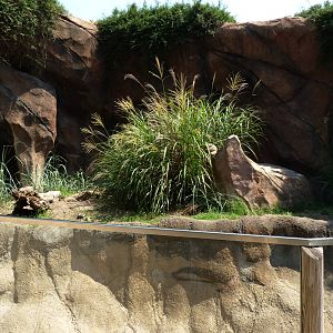 Meerkat Exhibit - O. Delta (7-17-12