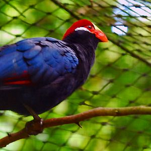 Lady Ross's Turaco
