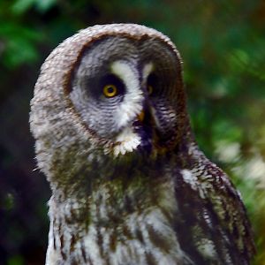GREAT GREY OWL
