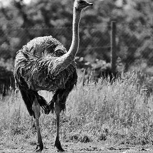 OSTRITCH