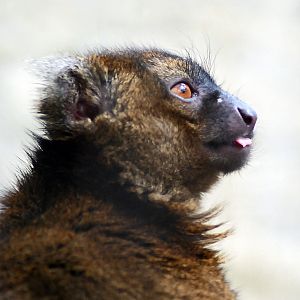 GREATER BAMBOO LEMUR