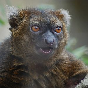 GREATER BAMBOO LEMUR