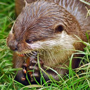 ORIENTAL SHORT CLAWED OTTER