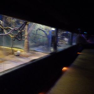 Nocturnal House (7-17-12)