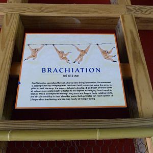 Bridge Visuals - Trail of the Tiger (7-17-12)