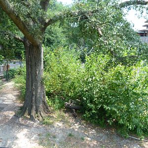 Upcoming Binturong Exhibit - Trail of the Tiger (7-17-12)