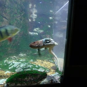 caiman lizard swimming