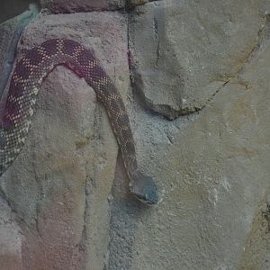 Southern Pacific Rattlesnake