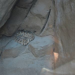 Santa Catalina Island Rattlesnake