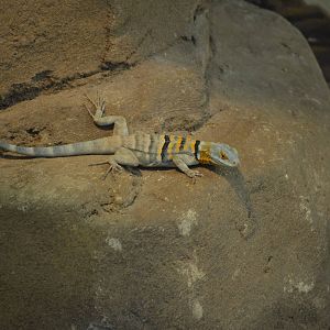 Cape Rock Lizard