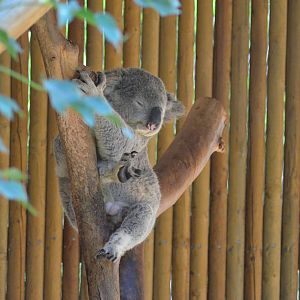 Koala