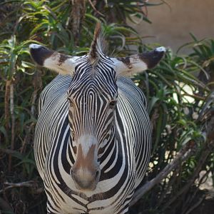 Grevy's Zebra