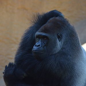 Lowland Gorilla