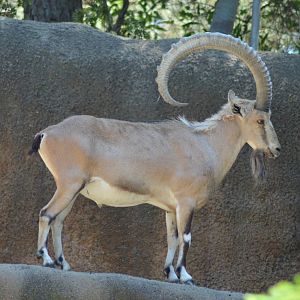 Nubian Ibex