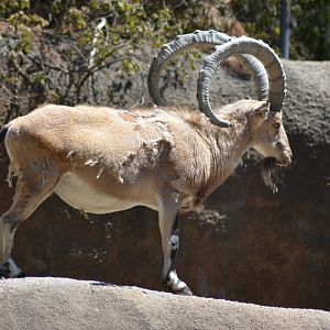 Nubian Ibex