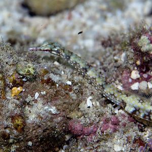 Network Pipefish (Corythoichthys flavofasciatus)