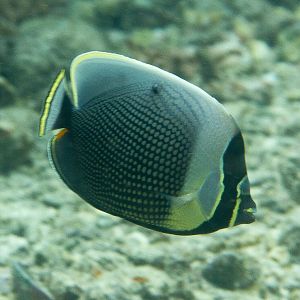 Reticulated Butterflyfish (Chaetodon reticulatus)
