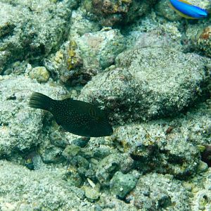 Ambon Toby (Canthigaster amboinensis)