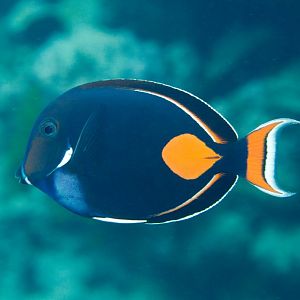 Achilles Tang (Acanthurus achilles)