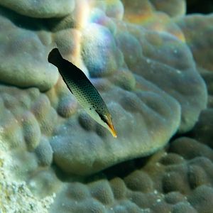 Birdnose Wrasse (Gomphosus varius)