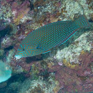 Bluespotted Wrasse female (Anampses caeruleopunctatus)