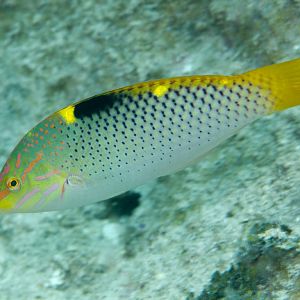 Checkerboard Wrasse IP (Halichoeres hortulanus)
