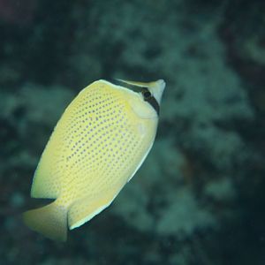 Citron Butterflyfish (Chaetodon citronellus)
