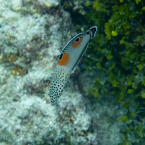 Clown Coris juvenile (Coris aygula)