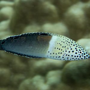 Clown Coris juvenile (Coris aygula)