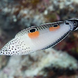 Clown Coris juvenile (Coris aygula)