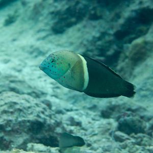 Clown Coris IP (Coris aygula)