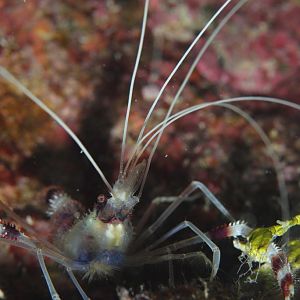 Coral Banded Shrimp (Stenopus hispidus)
