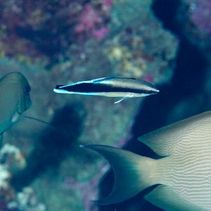False Cleaner Blenny (Aspidontus taeniatus)