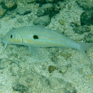 Yellowstripe Goatfish (Mulloidichthys flavolineatus)