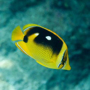 Fourspot Butterflyfish (Chaetodon quadrimaculatus)