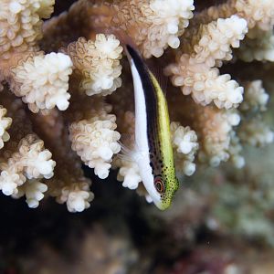 Freckled Hawkfish juvenile (Paracirrhites forsteri)