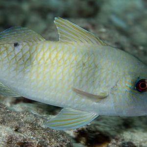 Doublebar Goatfish (Parupeneus crassilabrus)