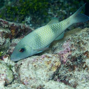 Doublebar Goatfish (Parupeneus crassilabrus)