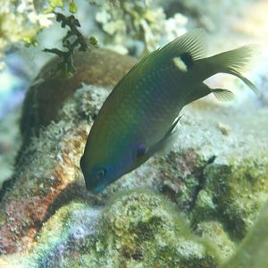 Whiteband Gregory (Stegastes albifasciatus)