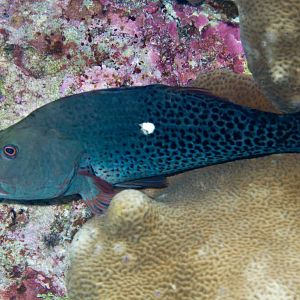 Halfspotted  Hawkfish (Paracirrhites hemistictus)