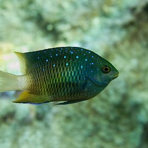Jewel Damsel (Plectroglyphididon lacrymatus)