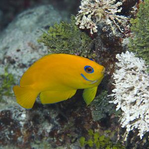 Lemon Peel Angelfish (Centropyge flavissimus)