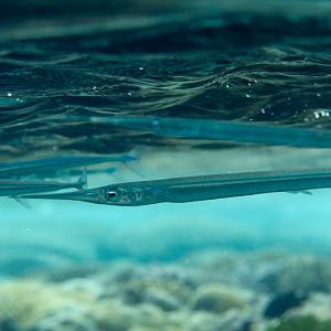 Needlfish (Platybelone argalus platyura)