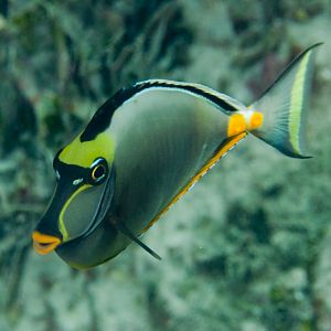 Orangespine Unicornfish (Naso lituratus)