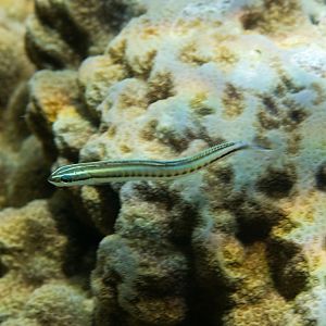 Piano Fangblenny