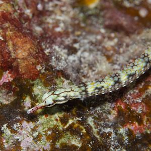 Network Pipefish (Corythoichthys flavofasciatus)