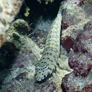 Spotted Sandperch (Parapercis millepunctata)